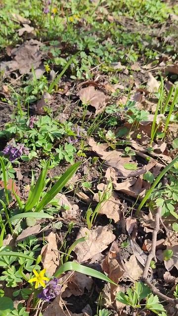Шмель и цветы в московской весне. Апрель 🍎 смотреть онлайн