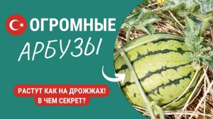 ОГРОМНЫЕ АРБУЗЫ из ТЫКВЫ😲 Скорость роста — как на дрожжах