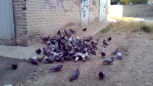 Голуби в Новосибирске смотреть онлайн
