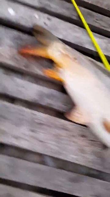 Рибалка на озера карп 3 кг