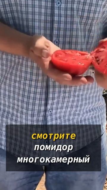 Шикарный Томат СУПЕР НОВА F1 !!! смотреть онлайн