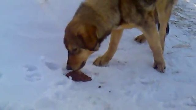 Гена обедает!!!мега прикол смотреть онлайн