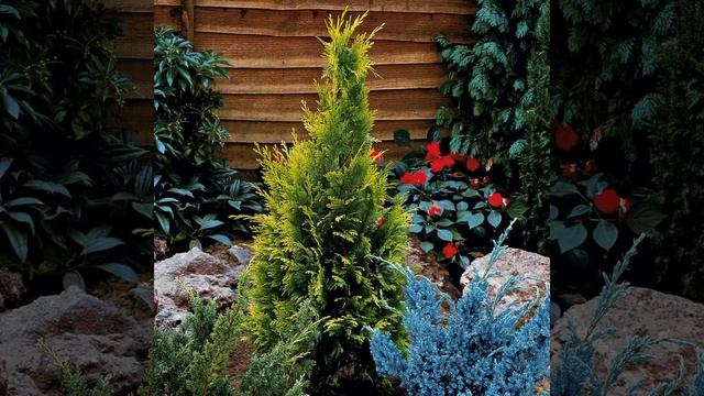 7 хвойных растений для яркого сада 🏡 Идеи/ примеры 🏡 смотреть онлайн