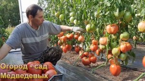 Проверенный сорт томатов "Минусинский властелин"