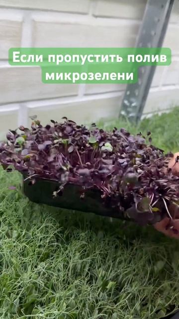 Пропустили полив микрозелени #микрозелень смотреть онлайн