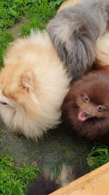 Дождик..дождик...а гулять надо в любую погоду. #померанец #шпиц #померанскийщпиц #москва #питер