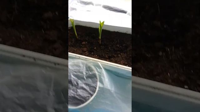 Эксперимент растения на подоконнике день 9 🌱( Кукуруз смотреть онлайн