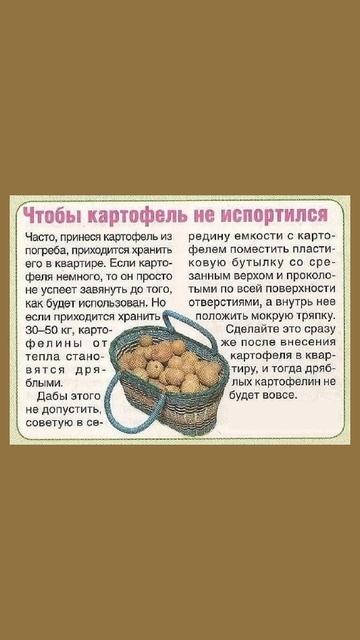 Чтобы картофель не испортился #картофель #урожай #огор смотреть онлайн