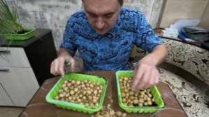 Как вырастить лук в домашних условиях на подоконнике ?