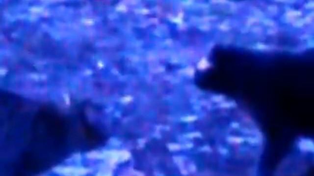 Лютневі ігри котів