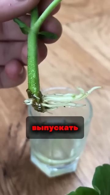 ЭКОНОМНЫЕ ДУРЕЮТ С ЭТОГО ЛАЙФХАКА #сад #огород #цветы смотреть онлайн