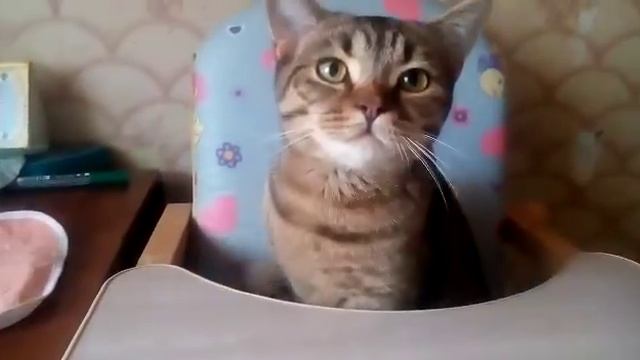 Котёнок МАКС вырос!Привет из Новой семьи!