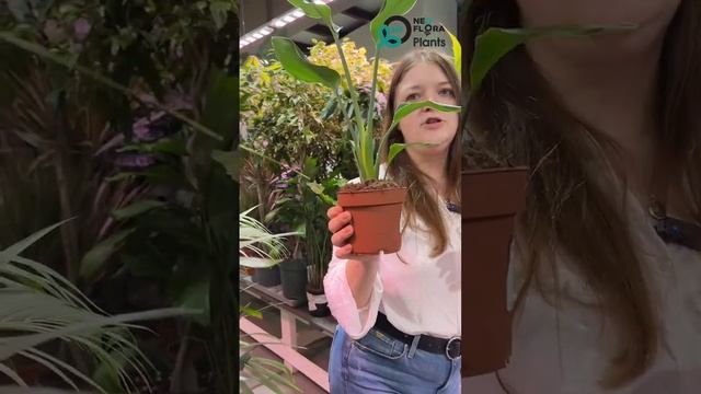 когда поливать после пересадки растения #растениявор? смотреть онлайн