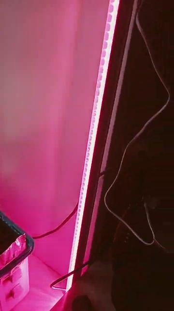 рассада 🌱 что им не хватает 🤔 смотреть онлайн