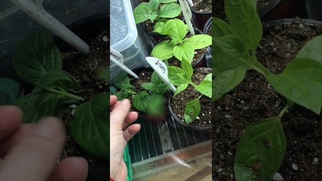 Р9 подкормка 💦под корень смотреть онлайн