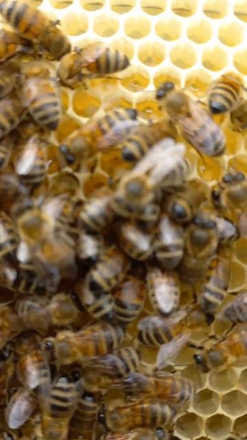 #Пчелы таскают #медок в новую рамку. #МедовыеДела #Суперштейн #МедовыеДела #Пасека #Наващивание