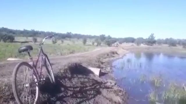 ТАЙСОН 1 г. сын УРКАНА и КАРАШКИ внук ЖИГАНА и ЦЫГАНА.
