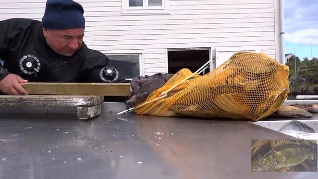 Жесть!Прикол! Морской черт проглотил руку дайвера! Слабонервным не смотреть! смотреть онлайн