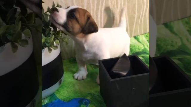 Бьюти 4 видео