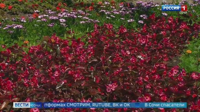 СМИ. К 80-летию Победы в Сочи высадят 300 тысяч цветов