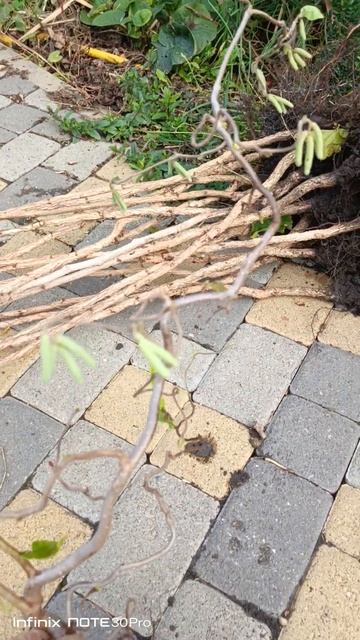 Лещина Конторта корнесобственная смотреть онлайн