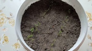 Как вырастить Тархун (Эстрагон) на подоконнике