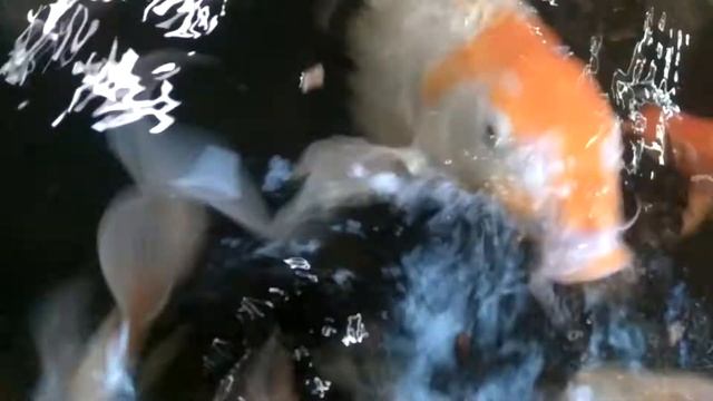 Золотая рыбка///в бассейне/реткесной вид/// смотреть онлайн