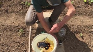 Самый эффективный способ борьбы с  МЕДВЕДКОЙ!