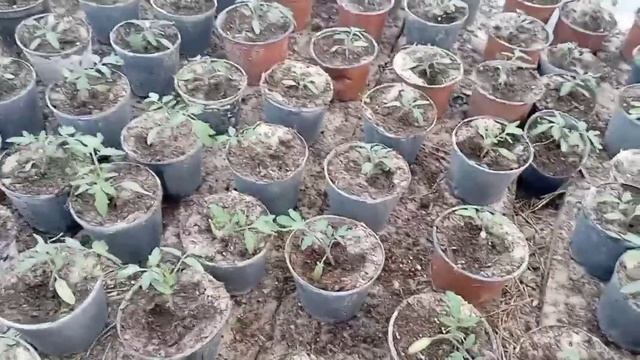 03.03.25. Подкормка после перевалки в горшки. смотреть онлайн