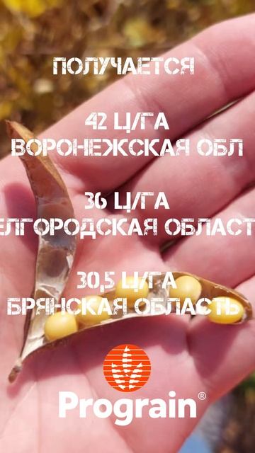 Сорт сои ХАНА. Прогрейн #соя смотреть онлайн