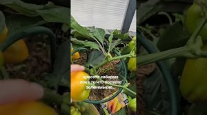 Очень сладкий перец Карась (фирма Семена Алтая)  #биос