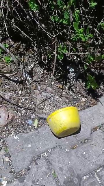 Ёжик кушает крабовый салат)