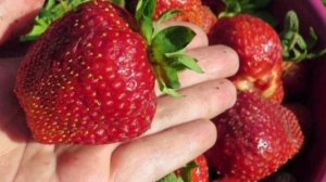 КЛУБНИКА «Машенька»🍓 Лучший сорт!👍#сад #огород #дача #