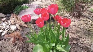 САД СВОИМИ РУКАМИ обзорное видео в апреле 2024 года (дек?