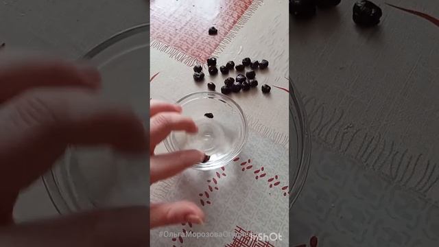 Определение семян на всхожесть смотреть онлайн