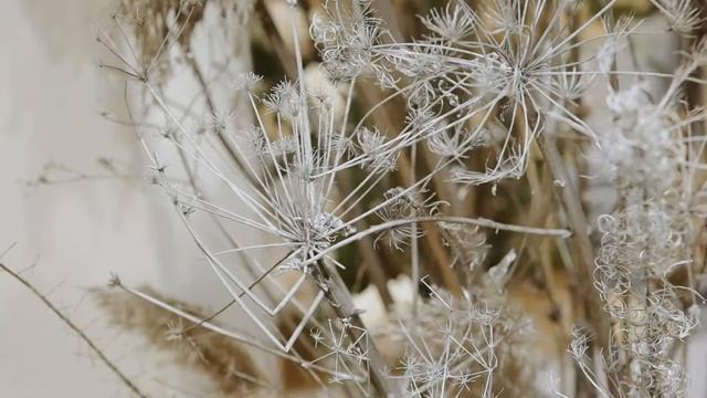 Показ новой свадебной коллекции 2021г в свадебной галереи "Белый Дома" смотреть онлайн