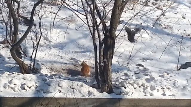 Акела промахнулся! смотреть онлайн