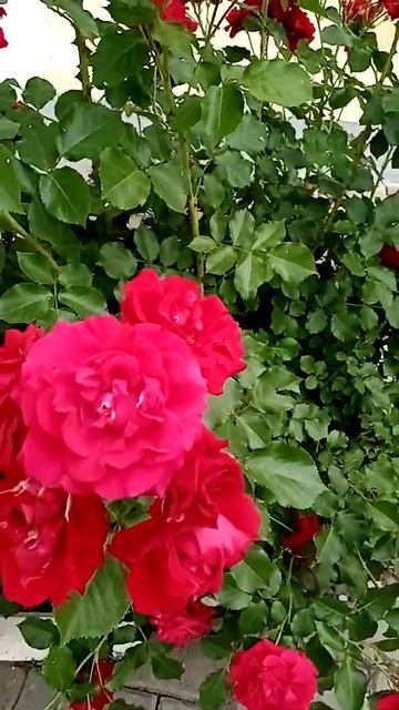 Название не знаю😔На следующий год начеренковала.