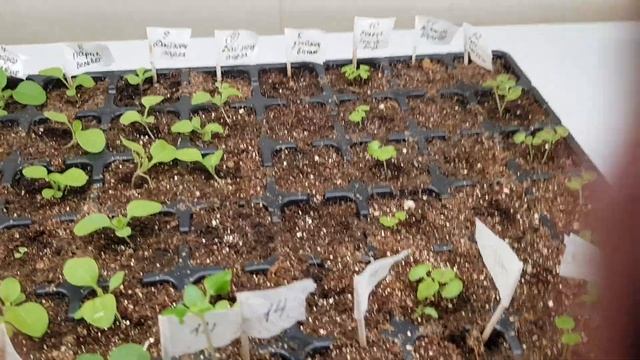 Петунии каскадные и ампельные, колеусы всходы шикарны смотреть онлайн