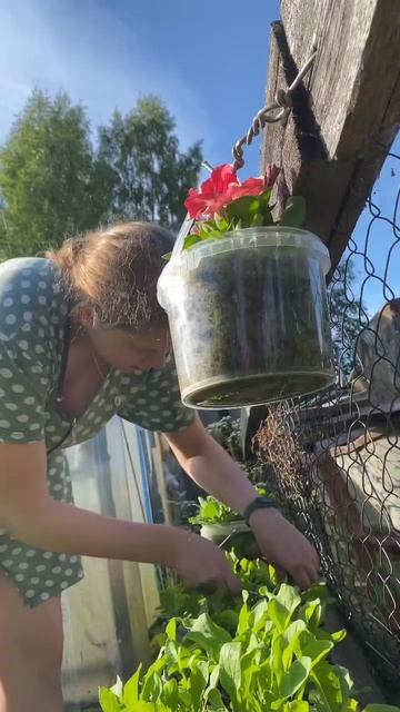 Обожаю выйти так вечером, нарвать зелени на огороде и ? смотреть онлайн