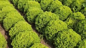 Лучший сорт листового салата. Хрустящий листовой сала