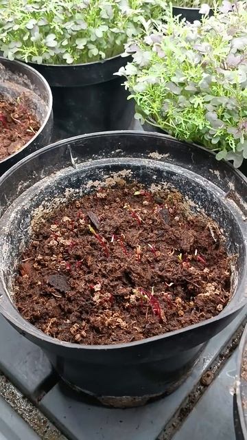 Пробовали посадить мангольд в горшки смотреть онлайн