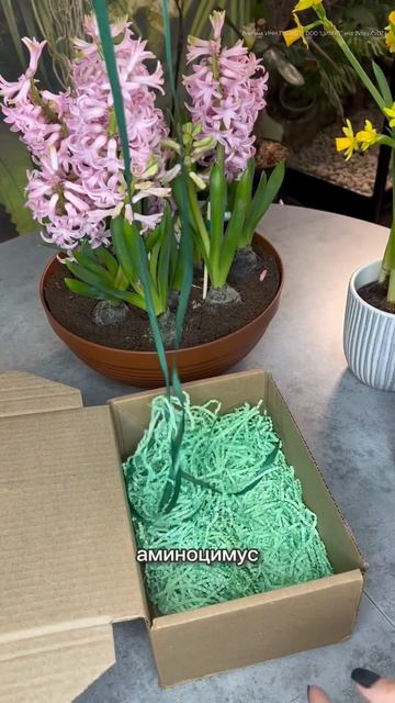 Цветы в горшке - лучший подарок для девушки ❤️