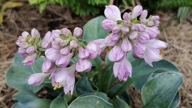 Мини Хоста 'Блю Маус Иэрс' (Blue Mouse Ears) в нашем саду 2024. На?