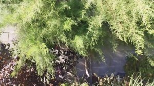 Тамарикс, формировочную обрезку пропустила.