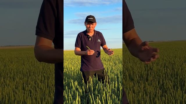 Плуггер - гербицид против сорняков на зерновых культу? смотреть онлайн