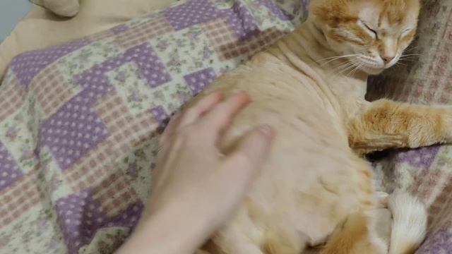 Машинка для стрижки животных