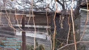 Вместе с Вами формируем виноград Аватар