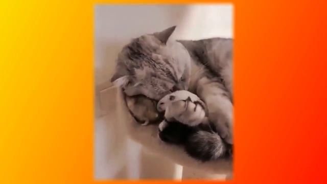 Смешное про животных|Приколы с котами| Видео про котов| Кошки|Позитив|Создай себе хорошее настроени смотреть онлайн