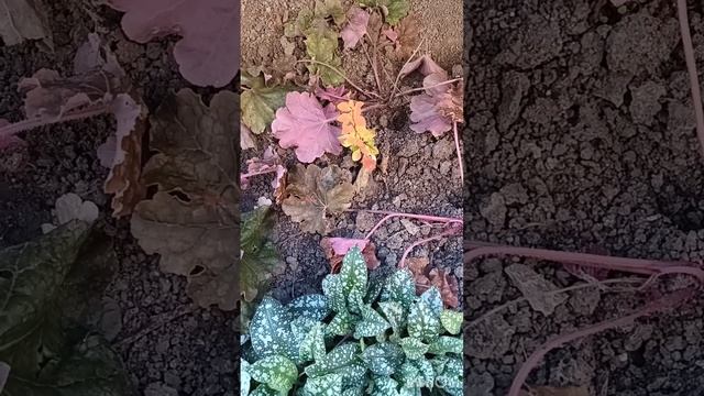 Барбарис Тунберга Оранж айс (Orange Ice)